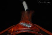 A beautiful rich cocobolo handle with a wenge edged mahogany hoop and an oak burl magnetic catch